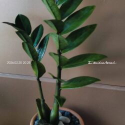 ต้นกวักมรกต