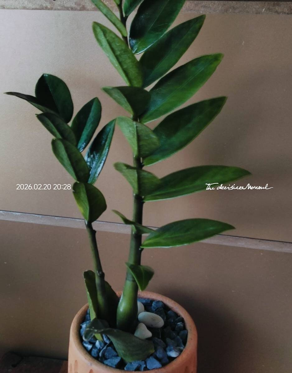 ต้นกวักมรกต