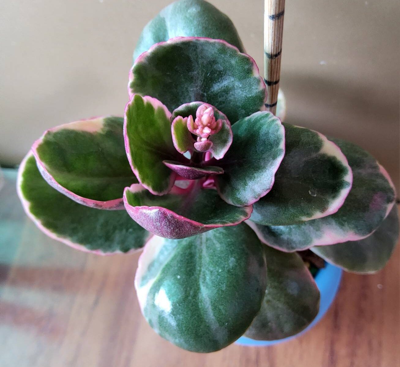 ต้นกุหลาบหิน