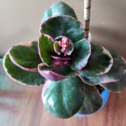 ต้นกุหลาบหิน