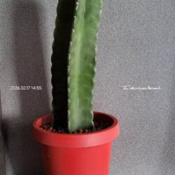 แคคตัส คาจามารู LeafU