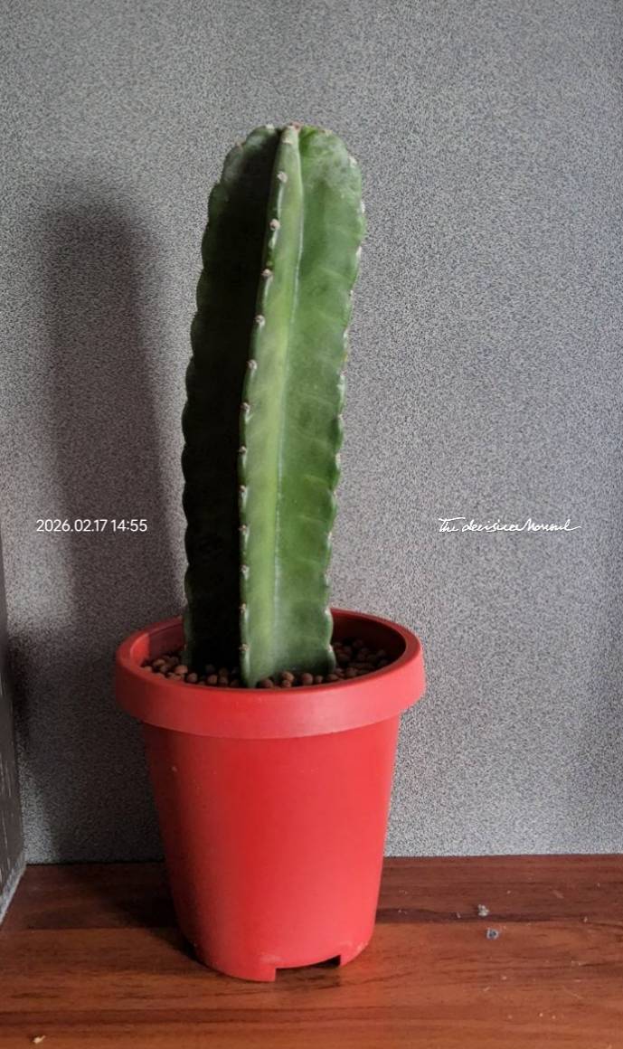 แคคตัส คาจามารู LeafU