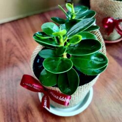 ช้อนเงินช้อนทองใบกลม ( round silver & gold spoons )