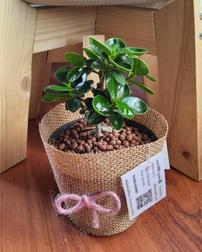 ช้อนเงินช้อนทองใบห่อ LeafU