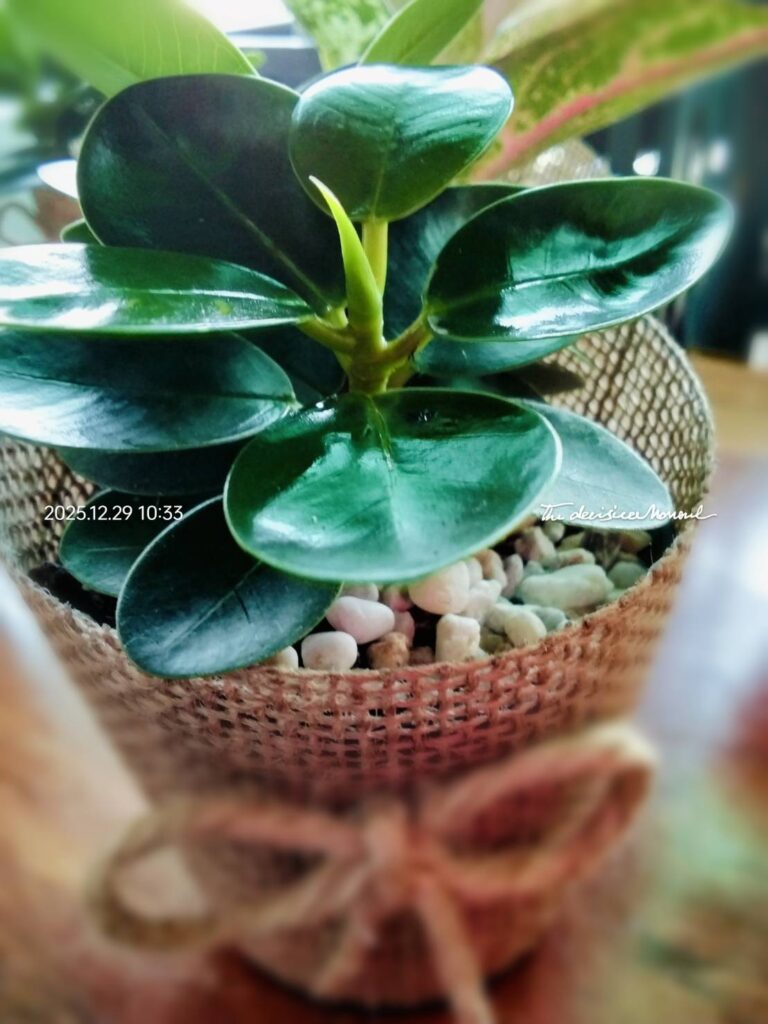 ต้นช้อนเงินช้อนทองลงในเวปใบกลม