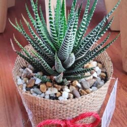 ต้นม้าลาย ของชำร่วย