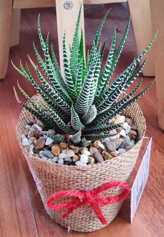 ต้นม้าลาย ของชำร่วย