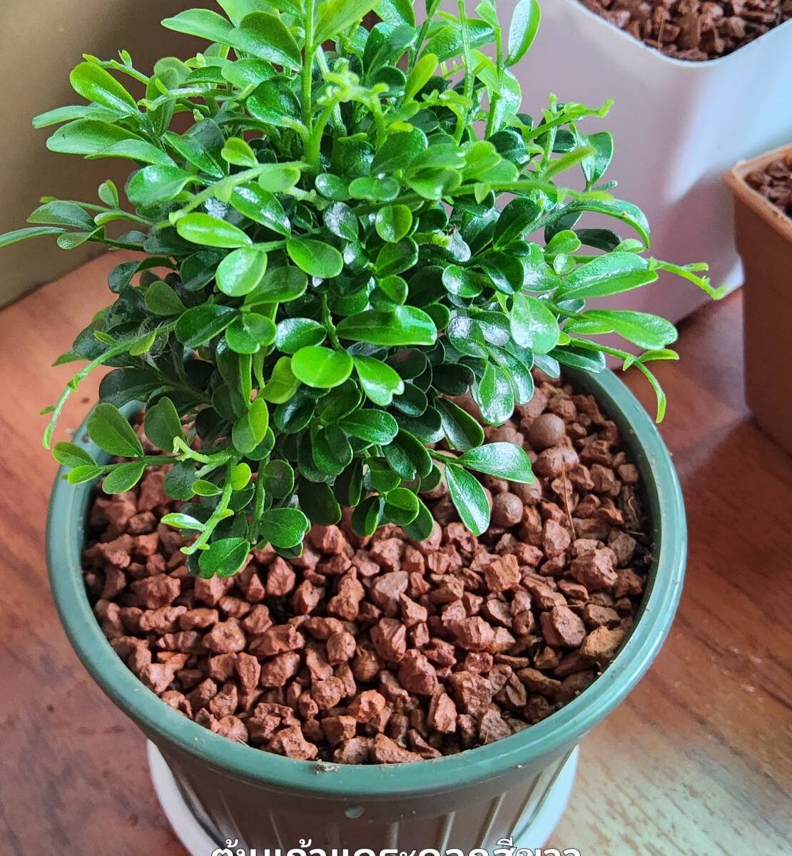 ต้นแก้วแคระ