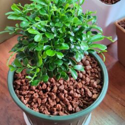 ต้นแก้วแคระ