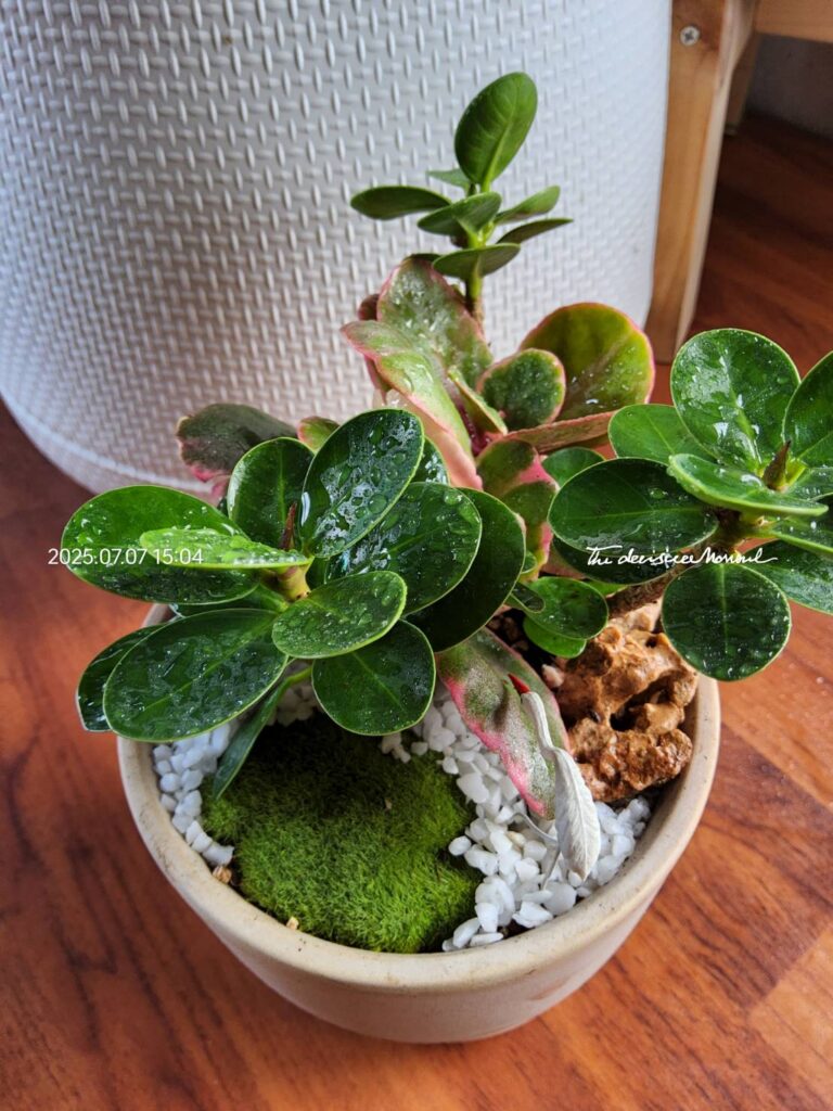 ปลูกต้นไม้กิจกรรมครอบครัว01