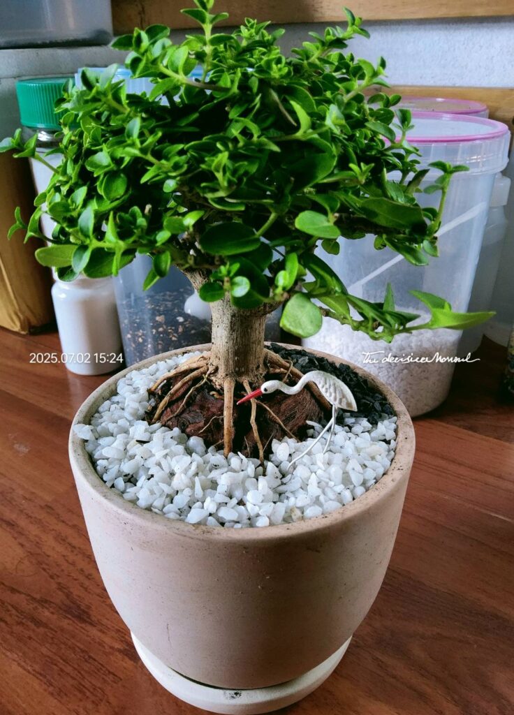 ปลูกต้นไม้กิจกรรมครอบครัว02