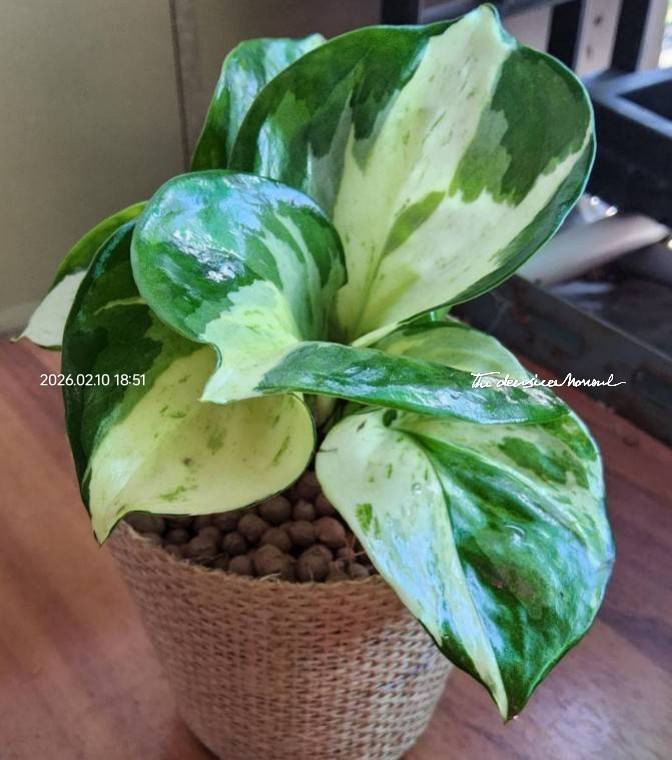 พลูแอปเปิ้ล ของชำร่วย