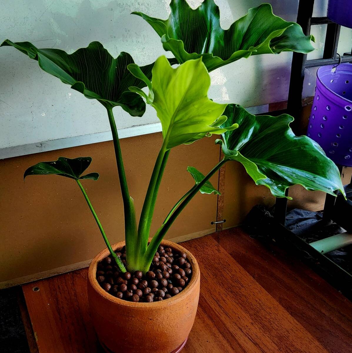 ฟิโลเดนดรอน ( philodendron )