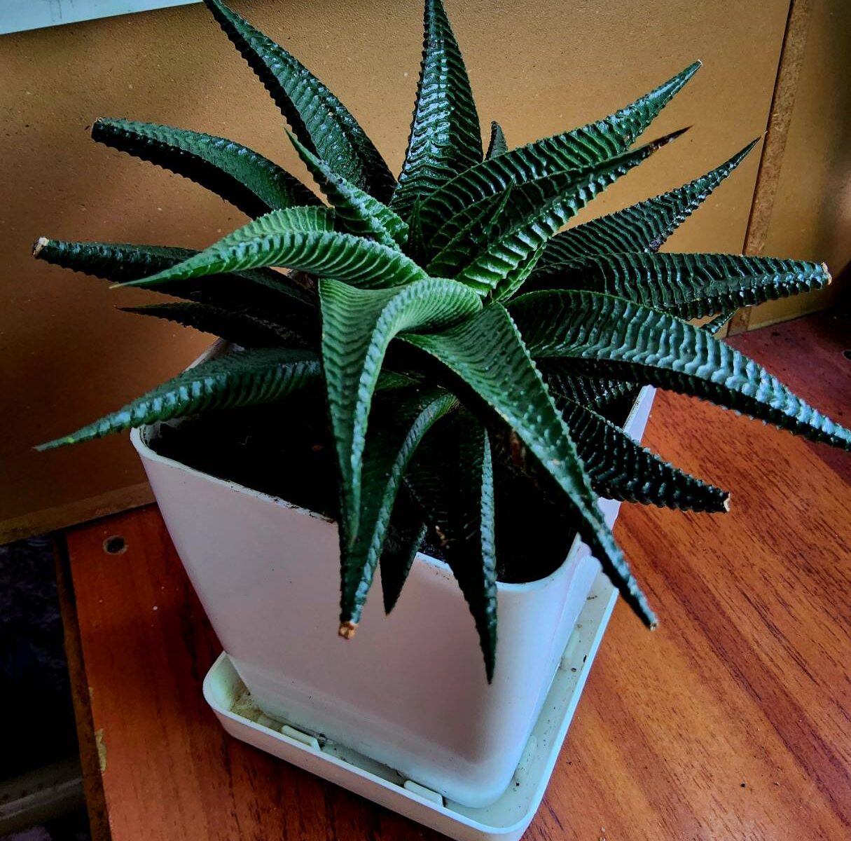 ฮาโวเทีย ม้าลายทรงเวียน LeafU