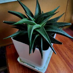 ฮาโวเทีย ม้าลายทรงเวียน LeafU