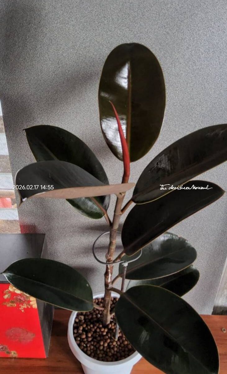 ต้นยางอินเดีย LeafU