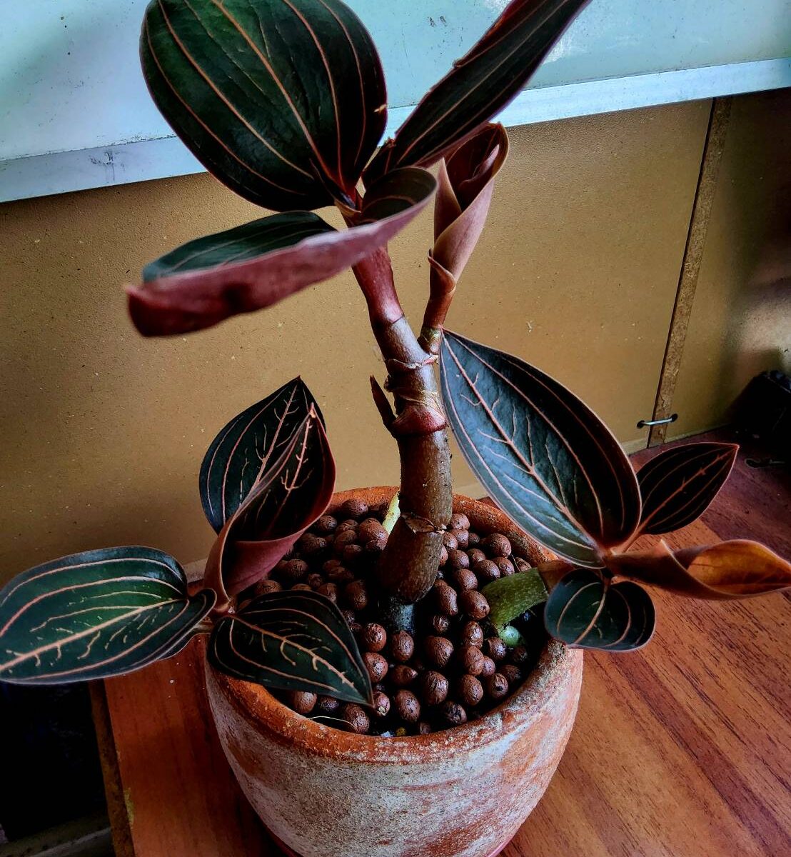 ว่านลายน้ำทอง ( golden water caladium )