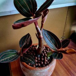 ว่านลายน้ำทอง ( golden water caladium )