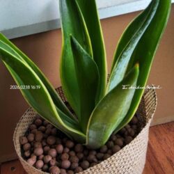 ต้นอะกาเว่ ขอบใบสีเหลือง ( agave americana var. marginata )