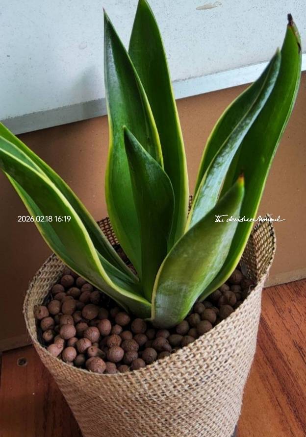 ต้นอะกาเว่ ขอบใบสีเหลือง ( agave americana var. marginata )