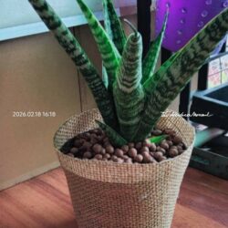 ลิ้นมังกรลายเสือ