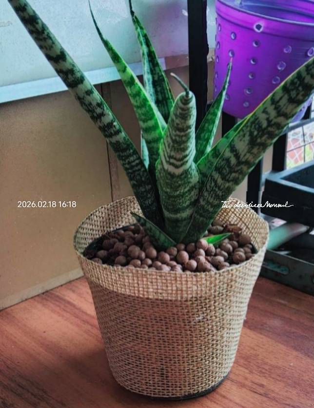 ลิ้นมังกรลายเสือ