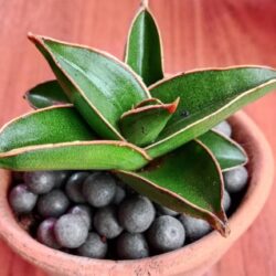 ลิ้นมังกรแคระ “ซามูไร” ( samurai dwarf plant )