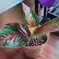 อโกลนีมา (aglaonema – chinese evergreen)