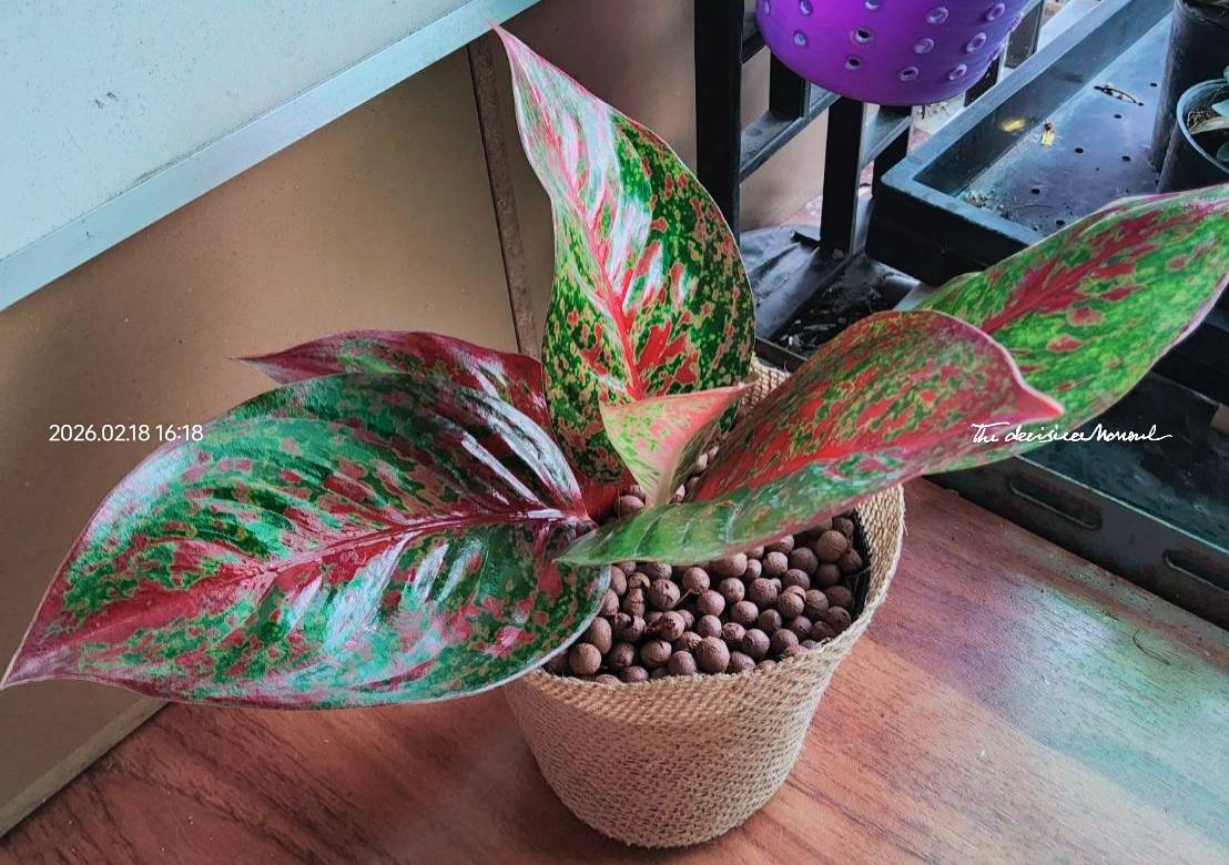 อโกลนีมา (aglaonema – chinese evergreen)