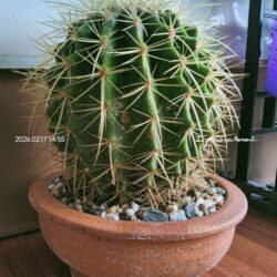 แคคตัสถังทอง (golden barrel cactus)