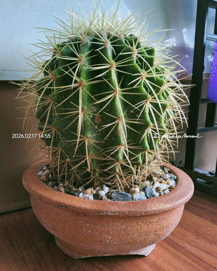 แคคตัสถังทอง (golden barrel cactus)