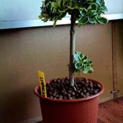 บอนไซเพรมม่าด่าง