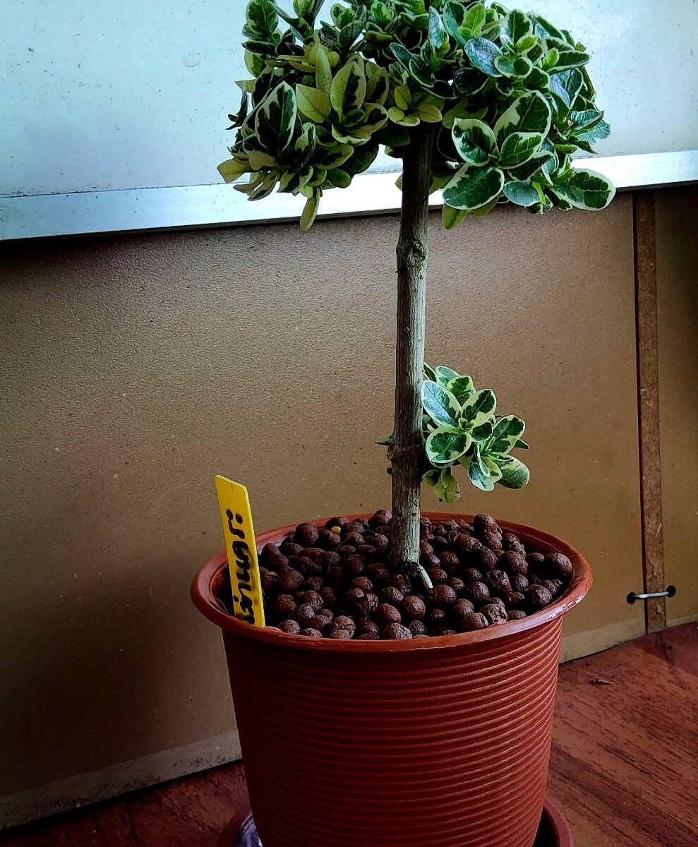 บอนไซเพรมม่าด่าง