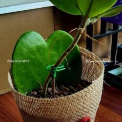 ต้นโฮย่าหัวใจ แบบตั้งโต๊ะ