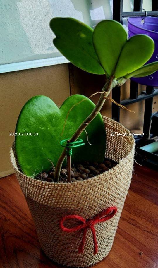 ต้นโฮย่าหัวใจ แบบตั้งโต๊ะ