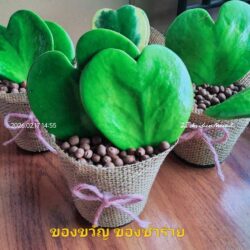 โฮย่าหัวใจของชำร่วย