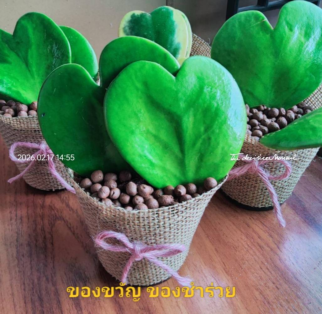 โฮย่าหัวใจของชำร่วย