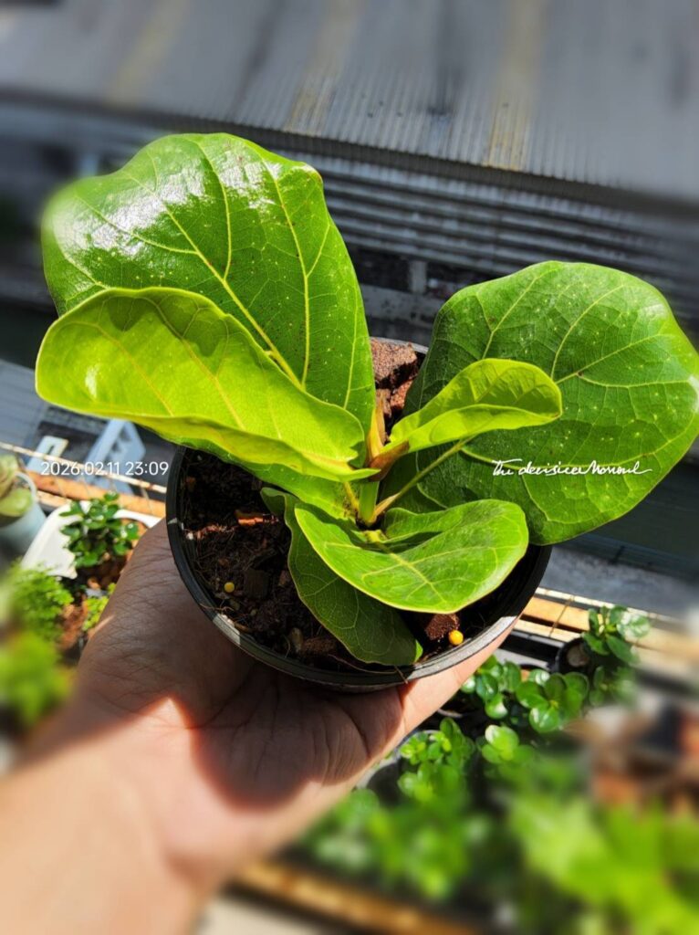 ไทรใบสัก